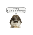 うさンプ:mochi（敬語）2（個別スタンプ：19）