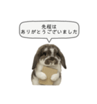 うさンプ:mochi（敬語）2（個別スタンプ：20）