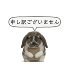 うさンプ:mochi（敬語）2（個別スタンプ：21）