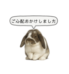 うさンプ:mochi（敬語）2（個別スタンプ：24）