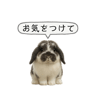 うさンプ:mochi（敬語）2（個別スタンプ：32）