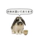 うさンプ:mochi（敬語）2（個別スタンプ：36）