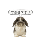 うさンプ:mochi（敬語）2（個別スタンプ：38）