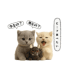 ネコしてます:フワフワ妖怪（個別スタンプ：37）