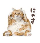 デブ猫の逆襲★猫語にゃんとも！リアル猫（個別スタンプ：1）