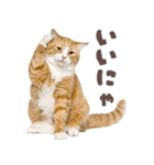 デブ猫の逆襲★猫語にゃんとも！リアル猫（個別スタンプ：2）