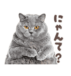 デブ猫の逆襲★猫語にゃんとも！リアル猫（個別スタンプ：3）