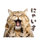 デブ猫の逆襲★猫語にゃんとも！リアル猫（個別スタンプ：4）