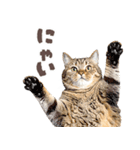 デブ猫の逆襲★猫語にゃんとも！リアル猫（個別スタンプ：5）