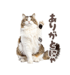デブ猫の逆襲★猫語にゃんとも！リアル猫（個別スタンプ：7）