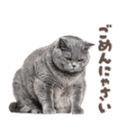デブ猫の逆襲★猫語にゃんとも！リアル猫（個別スタンプ：8）