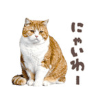 デブ猫の逆襲★猫語にゃんとも！リアル猫（個別スタンプ：12）