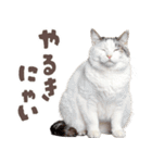 デブ猫の逆襲★猫語にゃんとも！リアル猫（個別スタンプ：13）