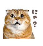 デブ猫の逆襲★猫語にゃんとも！リアル猫（個別スタンプ：14）