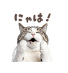 デブ猫の逆襲★猫語にゃんとも！リアル猫（個別スタンプ：15）