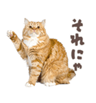 デブ猫の逆襲★猫語にゃんとも！リアル猫（個別スタンプ：16）