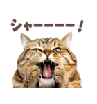 デブ猫の逆襲★猫語にゃんとも！リアル猫（個別スタンプ：18）