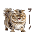 デブ猫の逆襲★猫語にゃんとも！リアル猫（個別スタンプ：19）