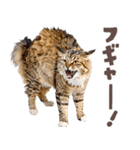 デブ猫の逆襲★猫語にゃんとも！リアル猫（個別スタンプ：20）