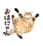 デブ猫の逆襲★猫語にゃんとも！リアル猫（個別スタンプ：22）
