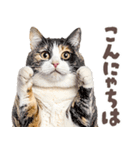 デブ猫の逆襲★猫語にゃんとも！リアル猫（個別スタンプ：23）