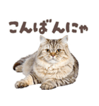 デブ猫の逆襲★猫語にゃんとも！リアル猫（個別スタンプ：24）