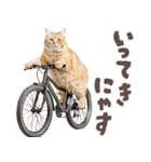 デブ猫の逆襲★猫語にゃんとも！リアル猫（個別スタンプ：25）