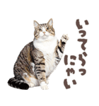 デブ猫の逆襲★猫語にゃんとも！リアル猫（個別スタンプ：26）