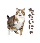 デブ猫の逆襲★猫語にゃんとも！リアル猫（個別スタンプ：27）