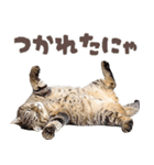 デブ猫の逆襲★猫語にゃんとも！リアル猫（個別スタンプ：28）