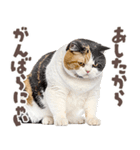 デブ猫の逆襲★猫語にゃんとも！リアル猫（個別スタンプ：29）