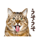 デブ猫の逆襲★猫語にゃんとも！リアル猫（個別スタンプ：30）