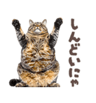 デブ猫の逆襲★猫語にゃんとも！リアル猫（個別スタンプ：31）