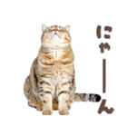 デブ猫の逆襲★猫語にゃんとも！リアル猫（個別スタンプ：32）