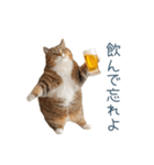酒クズねこ【面白い・猫】（個別スタンプ：10）