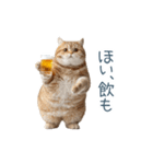酒クズねこ【面白い・猫】（個別スタンプ：13）