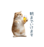 酒クズねこ【面白い・猫】（個別スタンプ：23）