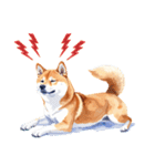 とりあえず返信する柴犬【文字無し】（個別スタンプ：10）