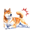 とりあえず返信する柴犬【文字無し】（個別スタンプ：19）