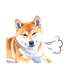 とりあえず返信する柴犬【文字無し】（個別スタンプ：21）