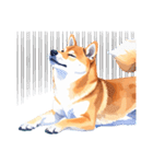 とりあえず返信する柴犬【文字無し】（個別スタンプ：25）