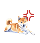 とりあえず返信する柴犬【文字無し】（個別スタンプ：26）