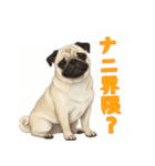 おしゃべりなパグ（個別スタンプ：2）