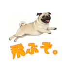 おしゃべりなパグ（個別スタンプ：3）