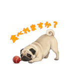 おしゃべりなパグ（個別スタンプ：4）