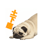 おしゃべりなパグ（個別スタンプ：5）