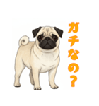 おしゃべりなパグ（個別スタンプ：13）