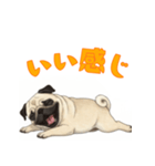 おしゃべりなパグ（個別スタンプ：15）