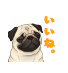 おしゃべりなパグ（個別スタンプ：22）