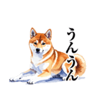 とりあえず返信する柴犬【文字少なめ】（個別スタンプ：2）